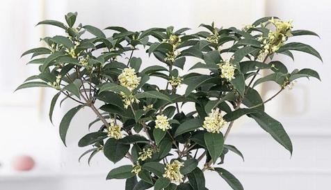 探究桂花的分类学特征（揭秘桂花是否为双子叶植物及其与其他植物的关系）
