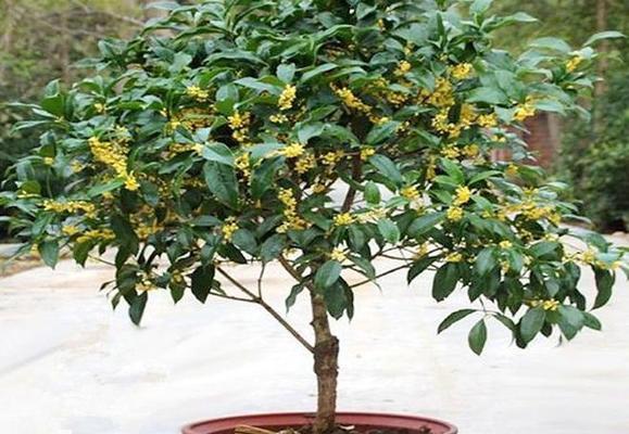 如何选择适合桂花生长的土壤（桂花种植所需的土质特点及关键因素分析）