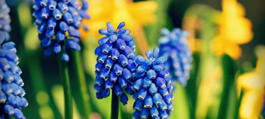 白色风信子的花语（用花语感受白色风信子的美丽与祝福）