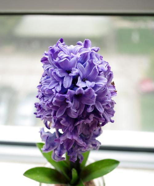 白色风信子的花语（用花语感受白色风信子的美丽与祝福）