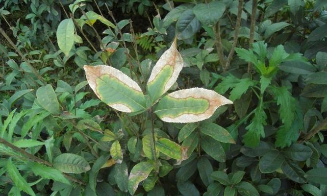 防治技术与方法（一份全面的桂花树病虫害防治指南）