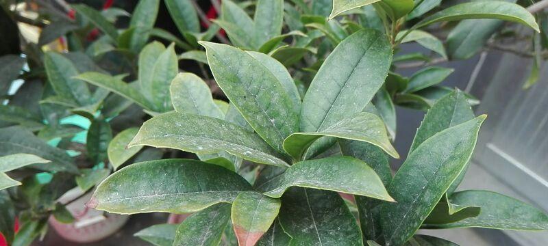 如何让你的桂花树长出茂密的叶子（提高桂花树的生长率）
