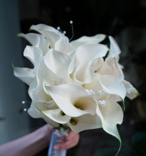 白色马蹄莲（探秘白色马蹄莲的花语及寓意）