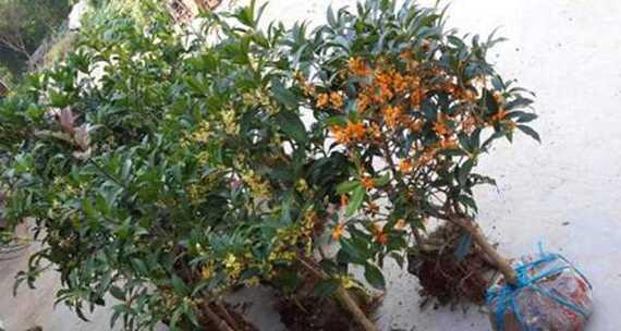 如何正确养殖桂花树（注意事项与技巧）