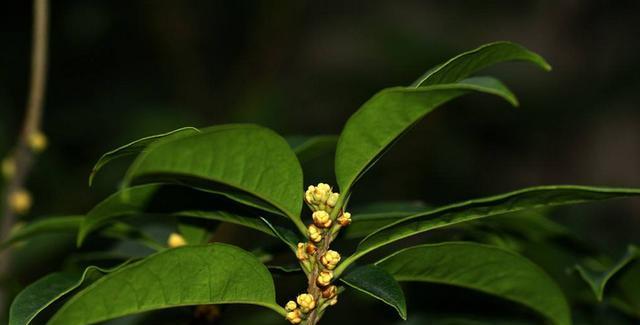 冬天的桂花树能否幸免于寒（探讨桂花树的耐寒性及防护措施）