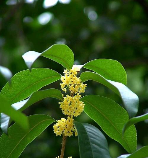 解读桂花树冬季落叶的真相（为何桂花树在冬季也会落叶）