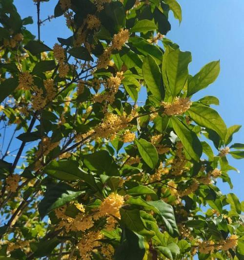 解读桂花树冬季落叶的真相（为何桂花树在冬季也会落叶）