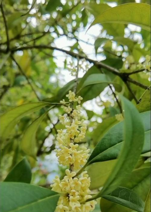 解读桂花树冬季落叶的真相（为何桂花树在冬季也会落叶）