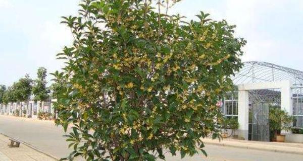 怎样浇水才能让你的桂花树茁壮成长（桂花树的浇水技巧）