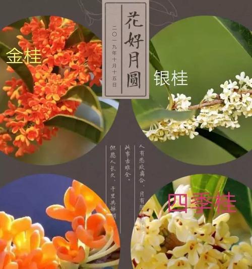 怎样浇水才能让你的桂花树茁壮成长（桂花树的浇水技巧）