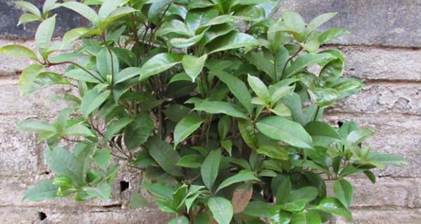 如何养护桂花树（桂花树的养殖方法与注意事项）