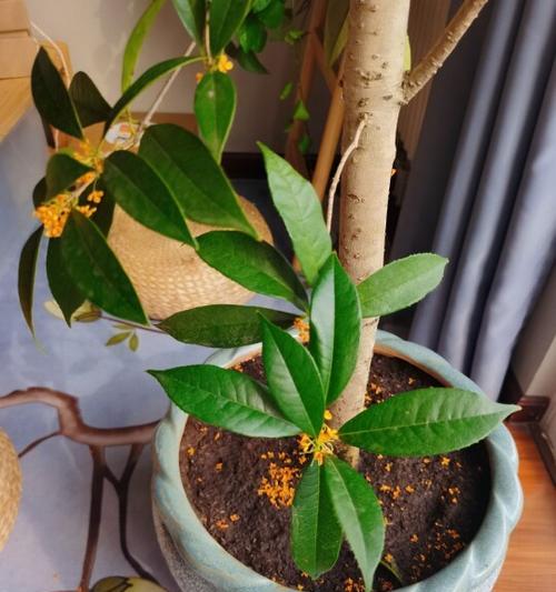 如何养护桂花树（桂花树的养殖方法与注意事项）
