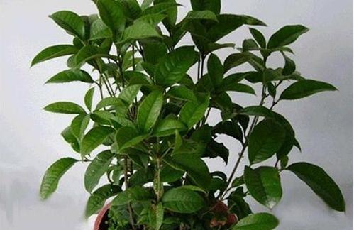 如何科学浇水，让你的桂花树茁壮成长（掌握浇水技巧）