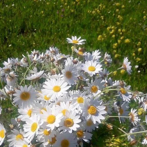 白色小雏菊的花语（传递纯洁与希望的花朵）