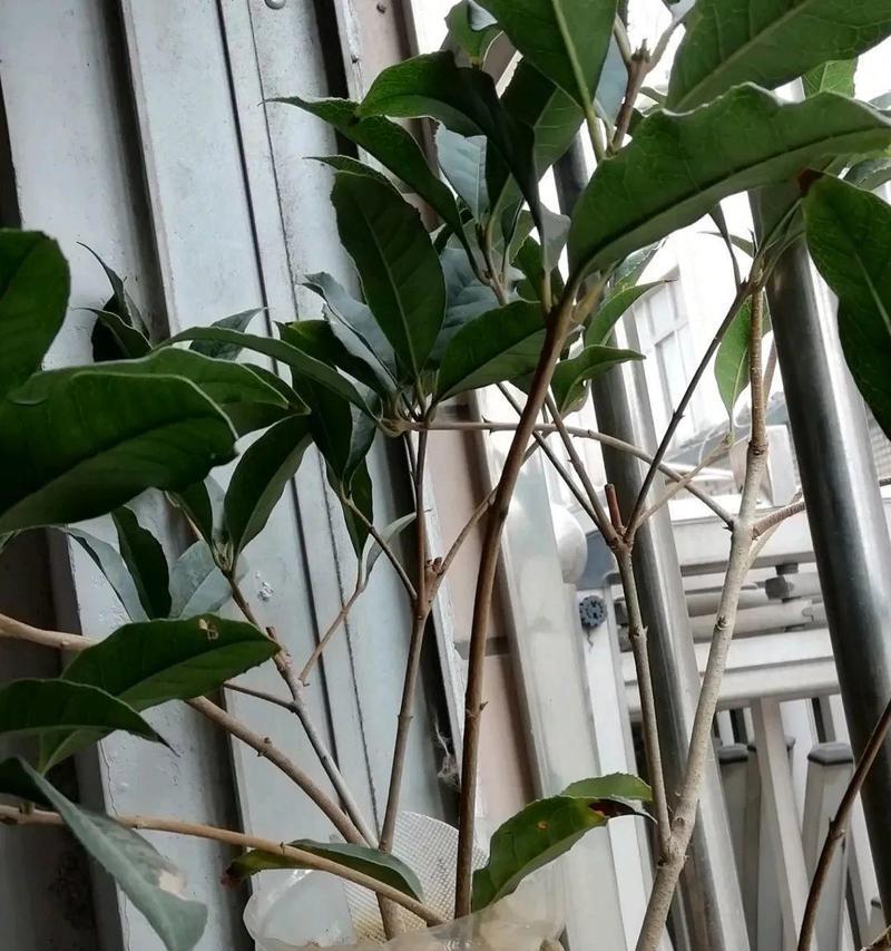 如何选取最佳扦插时间——让你的桂花树茁壮成长（掌握最佳扦插时间）