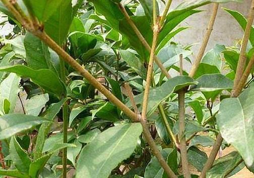 如何选取最佳扦插时间——让你的桂花树茁壮成长（掌握最佳扦插时间）