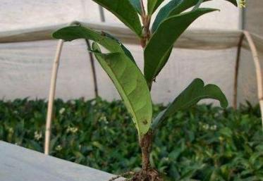 如何选取最佳扦插时间——让你的桂花树茁壮成长（掌握最佳扦插时间）