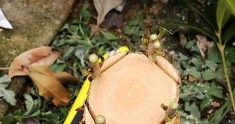 如何正确嫁接桂花树（嫁接时间和方法详解）