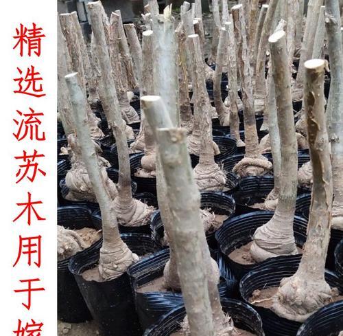 如何正确嫁接桂花树（嫁接时间和方法详解）