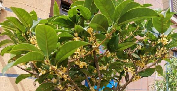 “揭秘！桂花树开花有毒吗（桂花）