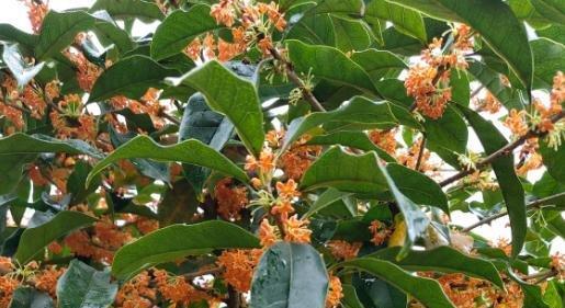 “揭秘！桂花树开花有毒吗（桂花）