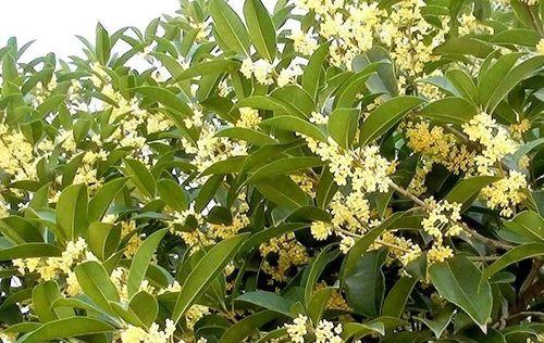 桂花树的浇酒之谜（啤酒水浇桂花）
