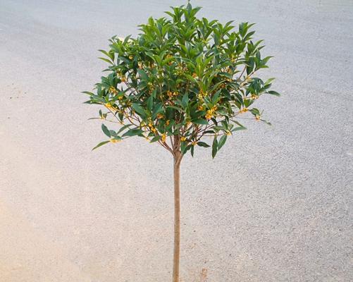 盆栽桂花树的培养技巧（家中盆栽桂花树）