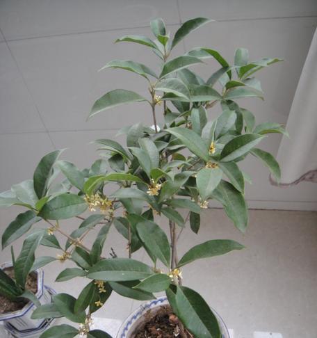 盆栽桂花树的培养技巧（家中盆栽桂花树）