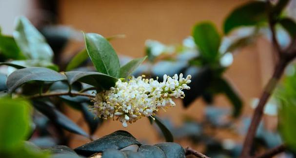 可以用茶水浇的桂花树（以茶养花）