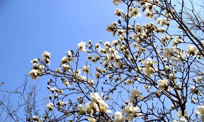 白玉兰的象征意义与寓意（花开花落）