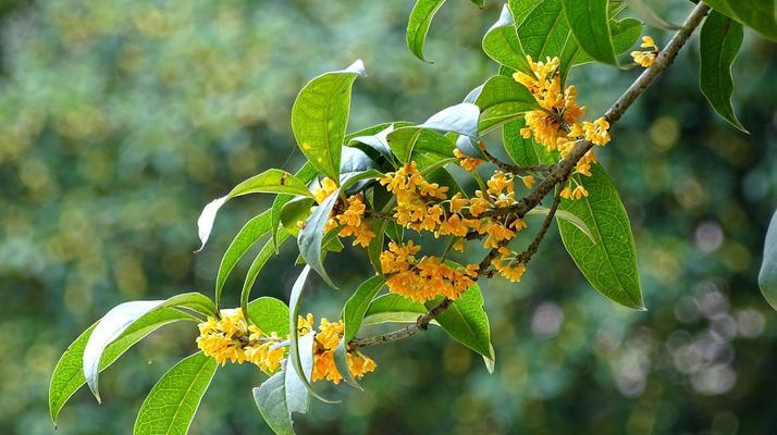 从萌芽到枯萎，探寻桂花树的生命周期（桂花树寿命长短）