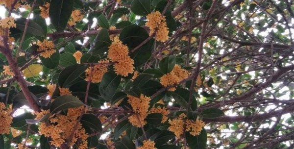 从萌芽到枯萎，探寻桂花树的生命周期（桂花树寿命长短）
