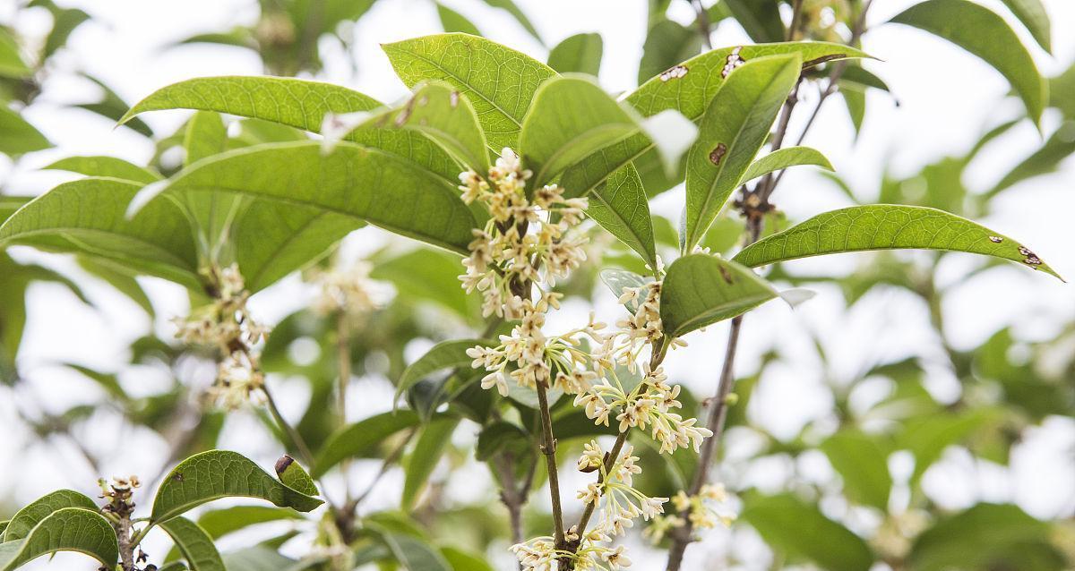 揭秘桂花树的阳光喜好（桂花树喜欢阳光还是怕晒）