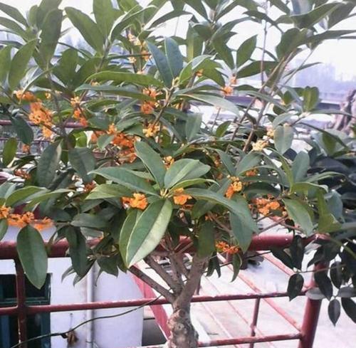 揭秘桂花树的阳光喜好（桂花树喜欢阳光还是怕晒）