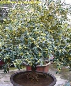 如何选择合适的盆栽盆（以桂花树为例）