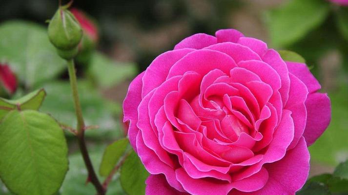 白月季花语（纯白的花朵）