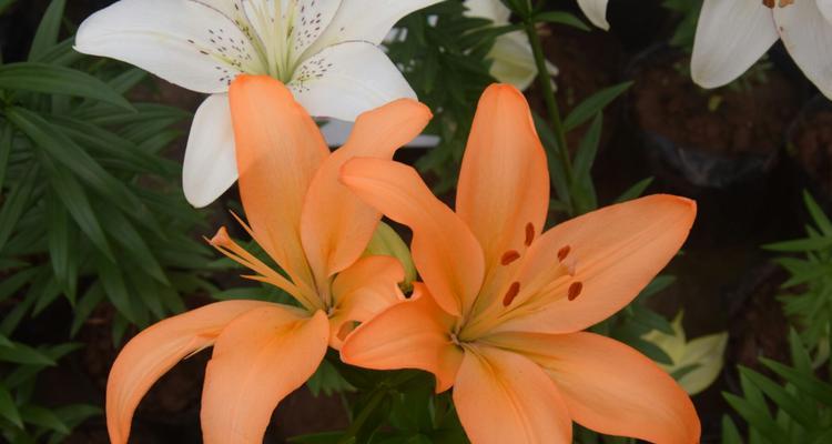 百合花的含义与象征(解析百合花的各种含义) 百合花的含义与象征(解析百合花的各种含义)