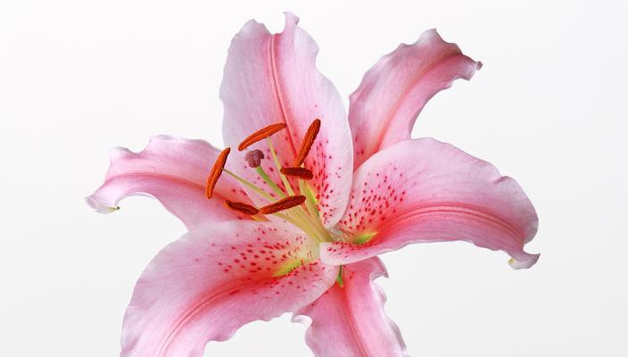 百合花的含义与象征(解析百合花的各种含义) 百合花的含义与象征(解析百合花的各种含义)