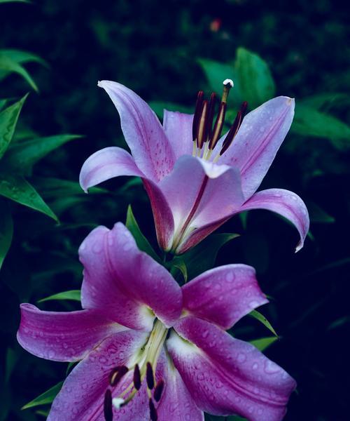 百合花的含义与象征(解析百合花的各种含义) 百合花的含义与象征(解析百合花的各种含义)