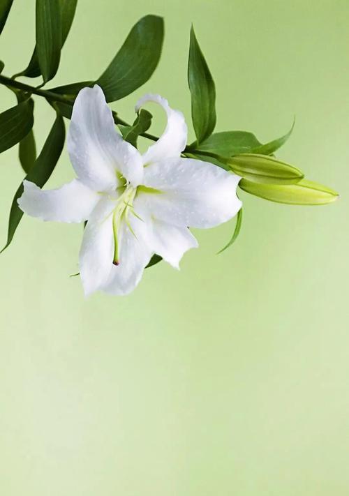 百合花的深刻寓意与象征意义（探索百合花的美丽与哲理）