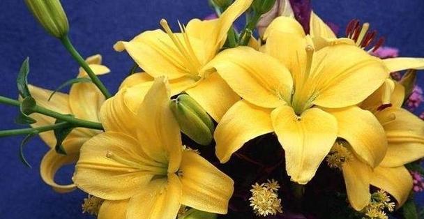 百合花的深刻寓意与象征意义（探索百合花的美丽与哲理）