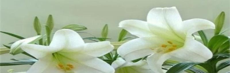 百合花的寓意与象征意义（揭开百合花背后的意蕴与象征）