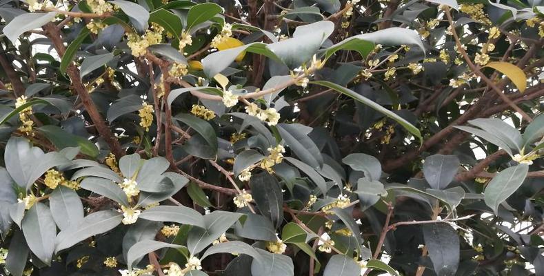 如何给桂花树施肥（掌握这些关键点）