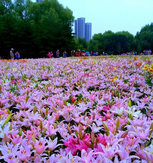 百合花的寓意与象征（用花语诠释美好人生）