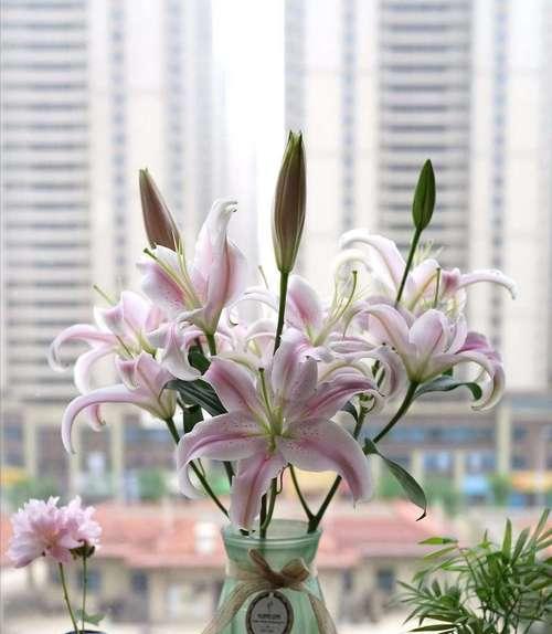 百合花（百合花的含义与象征意义）