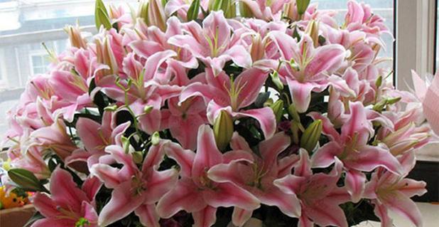 百合与玫瑰，一朵花的浪漫传情（花开花落）