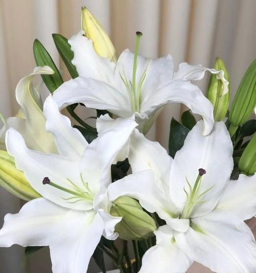 百合与玫瑰，一朵花的浪漫传情（花开花落）