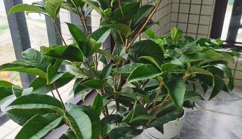 如何成功地种植和养护桂花树（从选择土壤到病虫害防治）