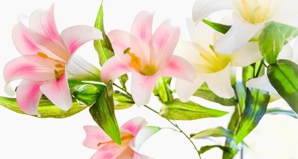 百合花的象征意义与美丽之融合（探寻百合花的内涵和美丽魅力）