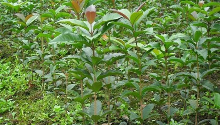 如何成功播种桂花树种子（分享桂花树种子播种方法）